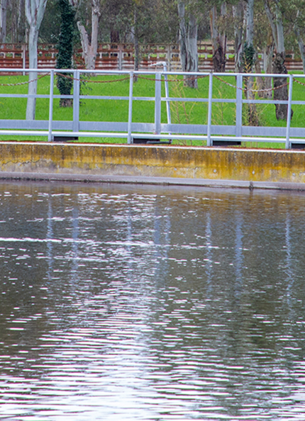 Acea plant with water collection tank and trees in the background